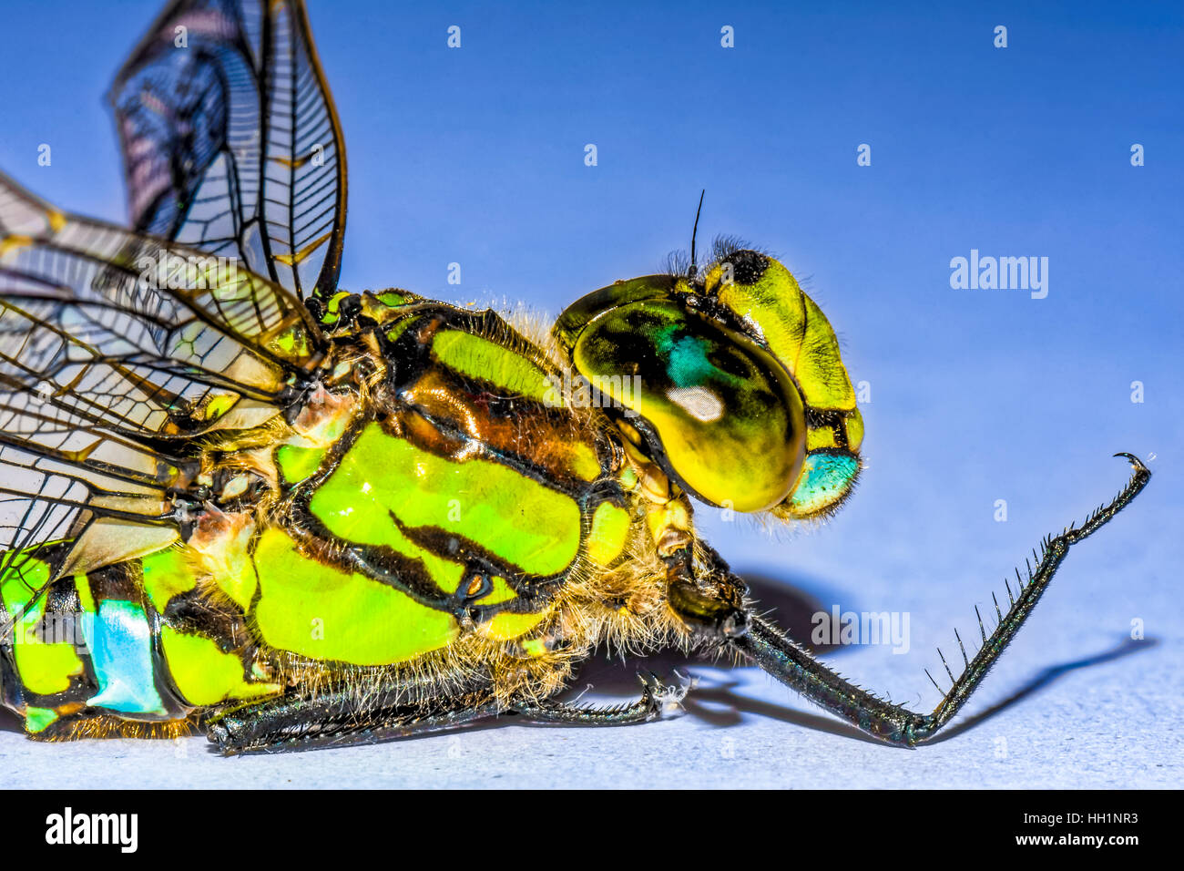 Colorful green blue dragonfly macro portrait on blue background (What's Up) Stock Photo