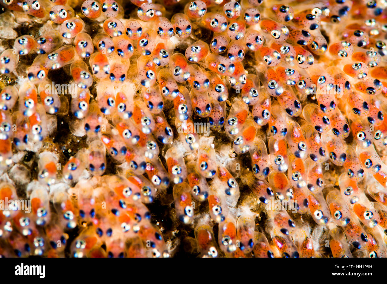 Clown fish eggs Stock Photo Alamy