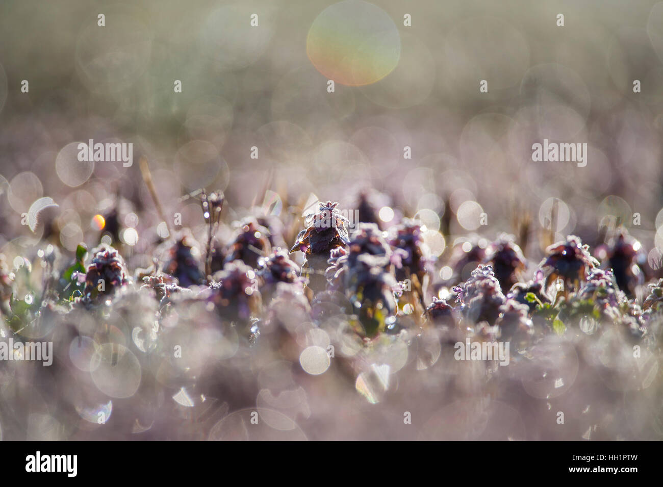 A small field of dew covered purple flowers is back-lit by the morning sun. Stock Photo