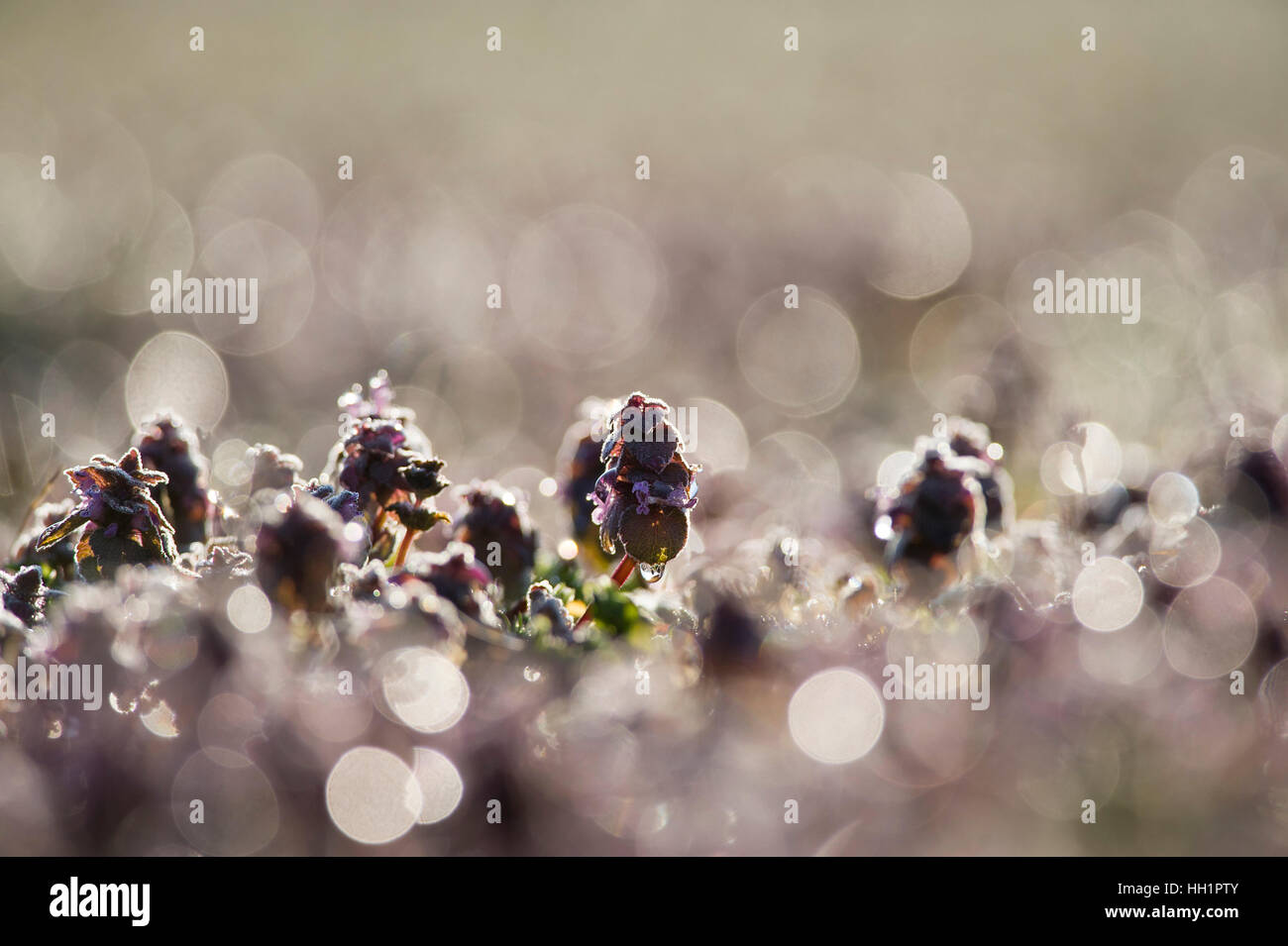 A small field of dew covered purple flowers is back-lit by the morning sun. Stock Photo