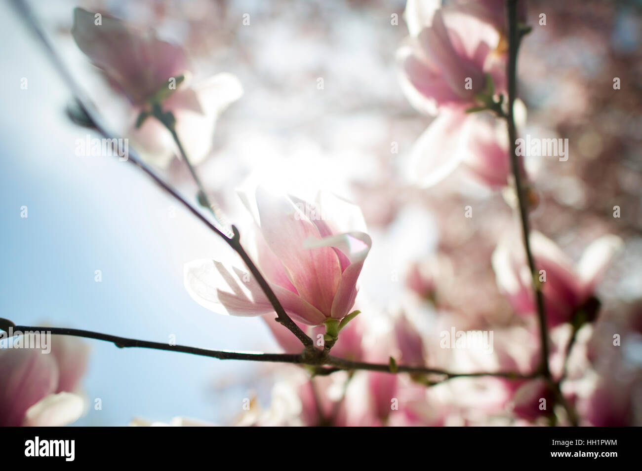 Magnolia tree blossoms back-lit by the bright sumemr sun. Stock Photo