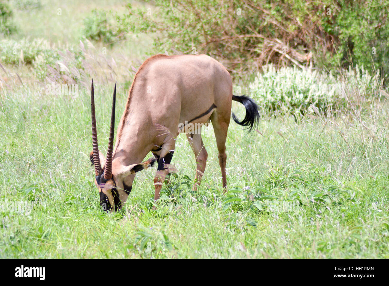 Oryx grazing in the savanna of East Tsavo Park in Kenya Stock Photo