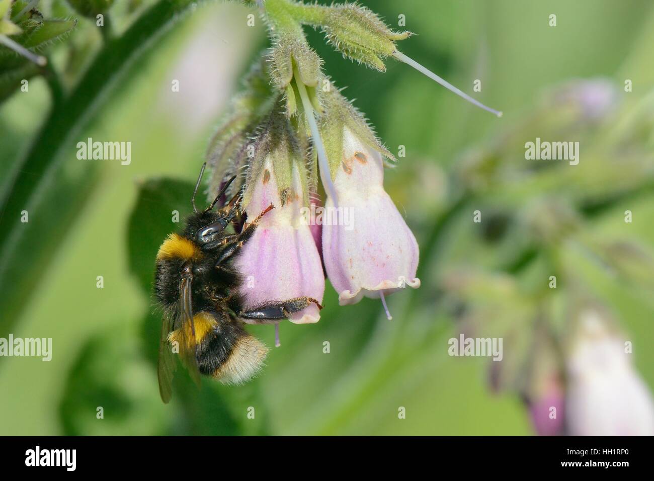 Buff-tailed bumblebee (Bombus terrestris) nectars on Common comfrey flowers (Symphytum officinale) in a Conservation headland. Stock Photo