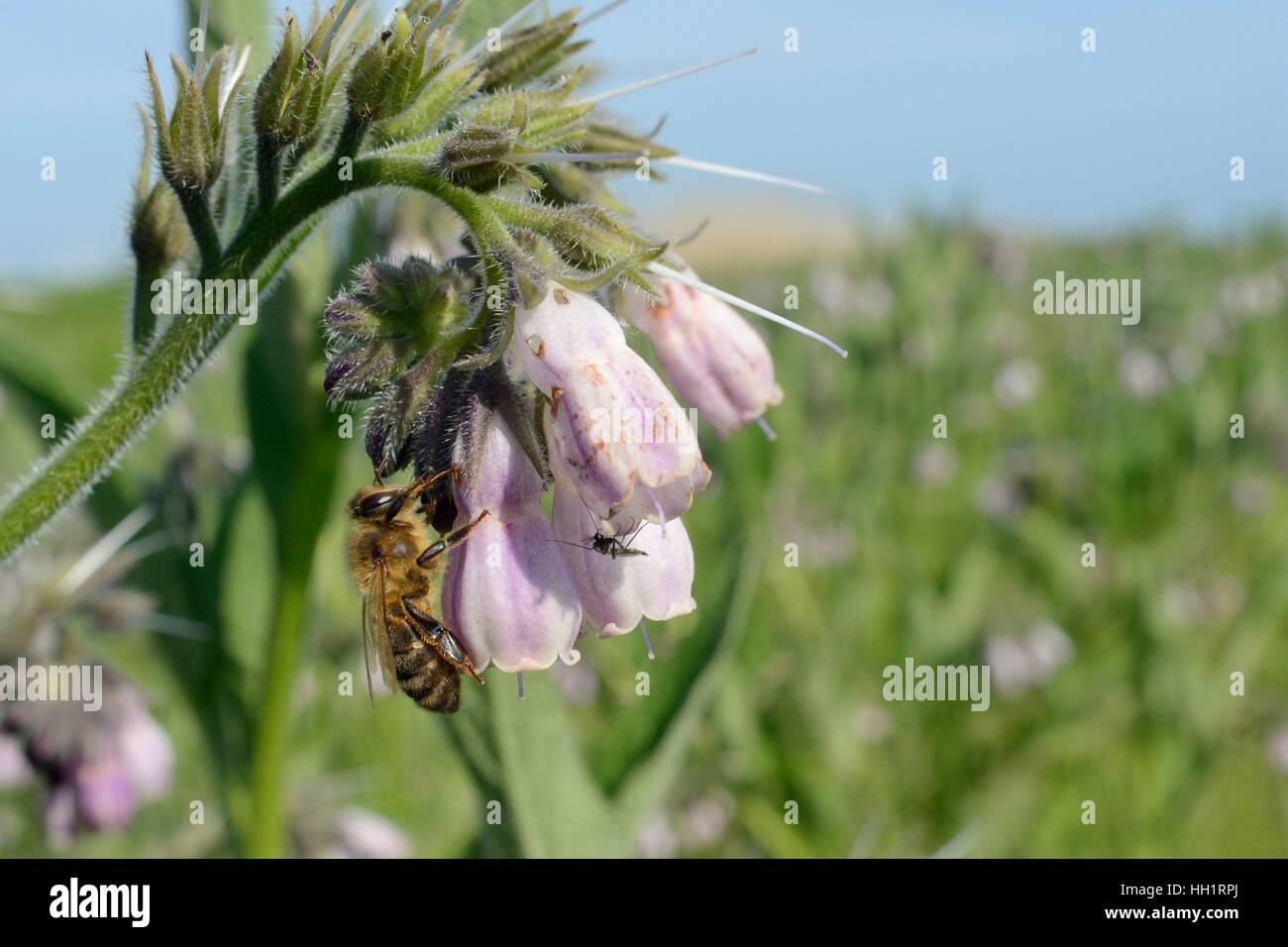 Honey bee (Apis mellifera) nectars on Common comfrey flowers (Symphytum officinale) in a conservation headland in farmland, UK Stock Photo