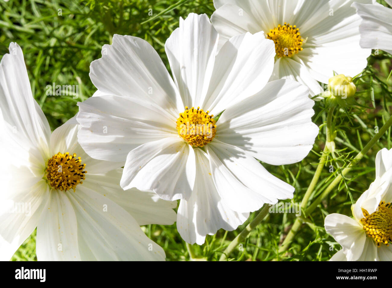 Close up white yellow flowers hi-res stock photography and images - Alamy