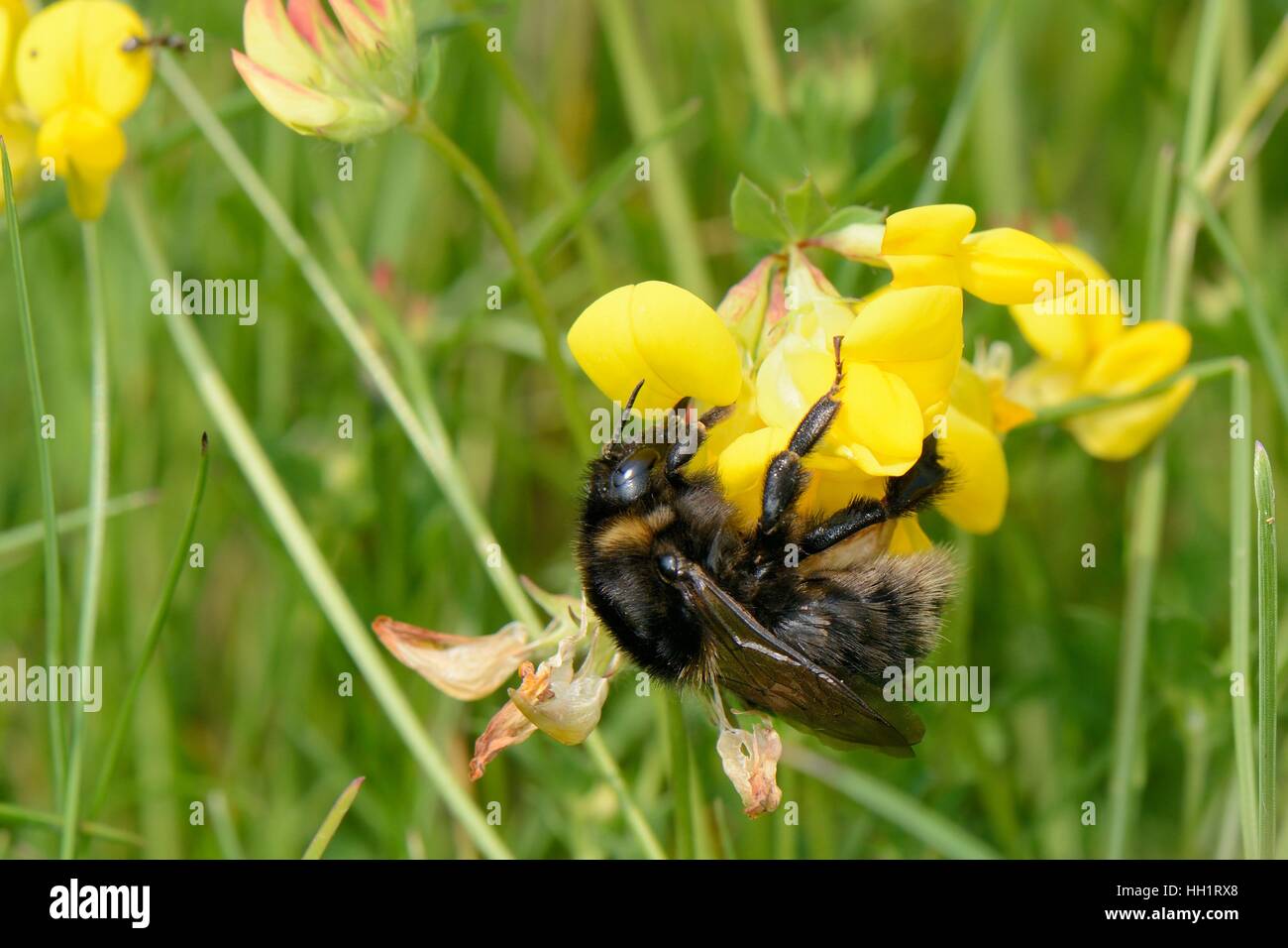 Reintroduced Short-haired bumblebee (Bombus subterraneus) nectaring on Birdsfoot trefoil flowers (Lotus corniculatus), Kent, UK Stock Photo