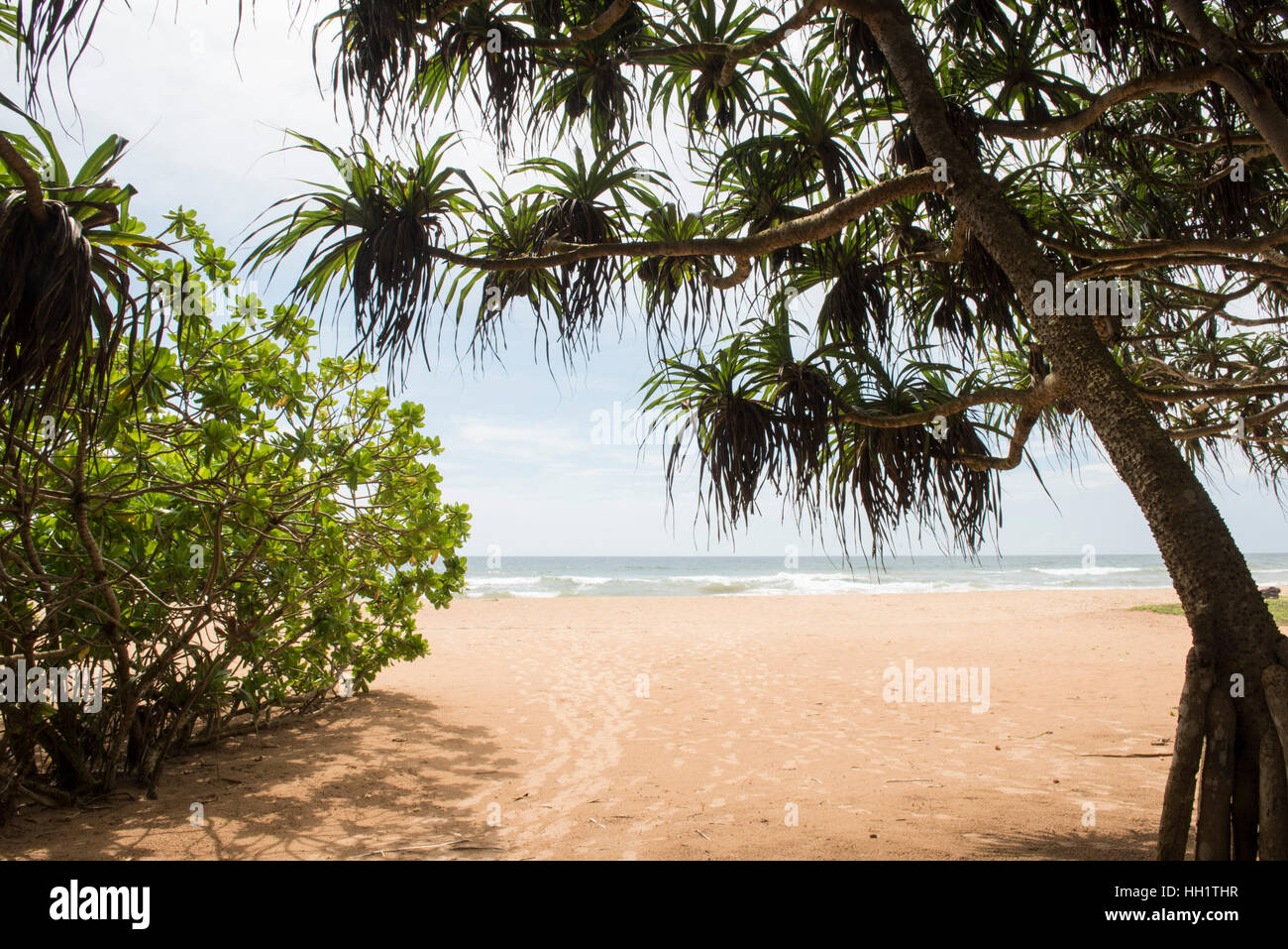 Pandanus palms on Bentota beach, Bentota, Sri Lanka Stock Photo