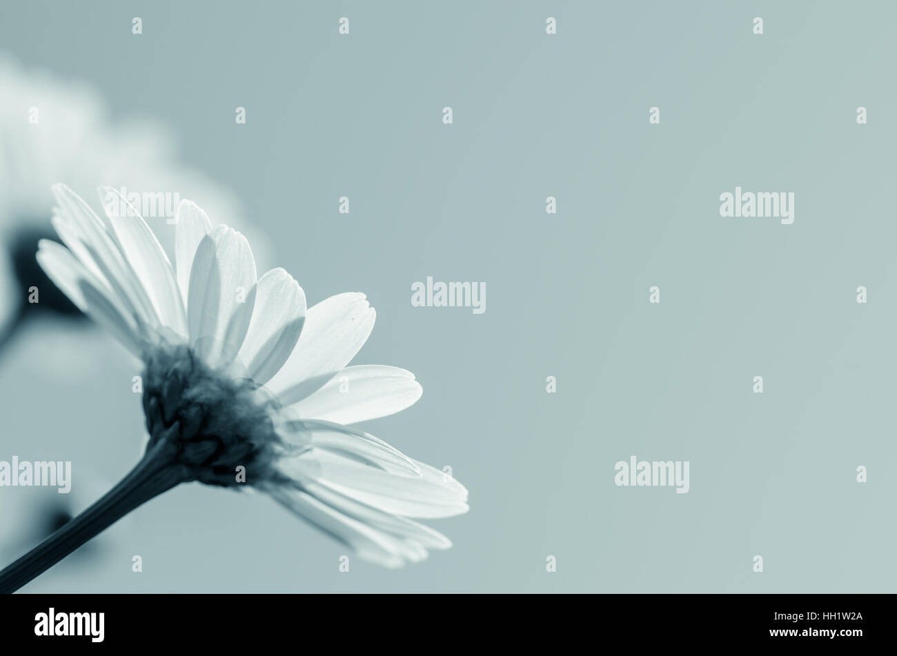 blossoming white daisy flower on blue backgound Stock Photo