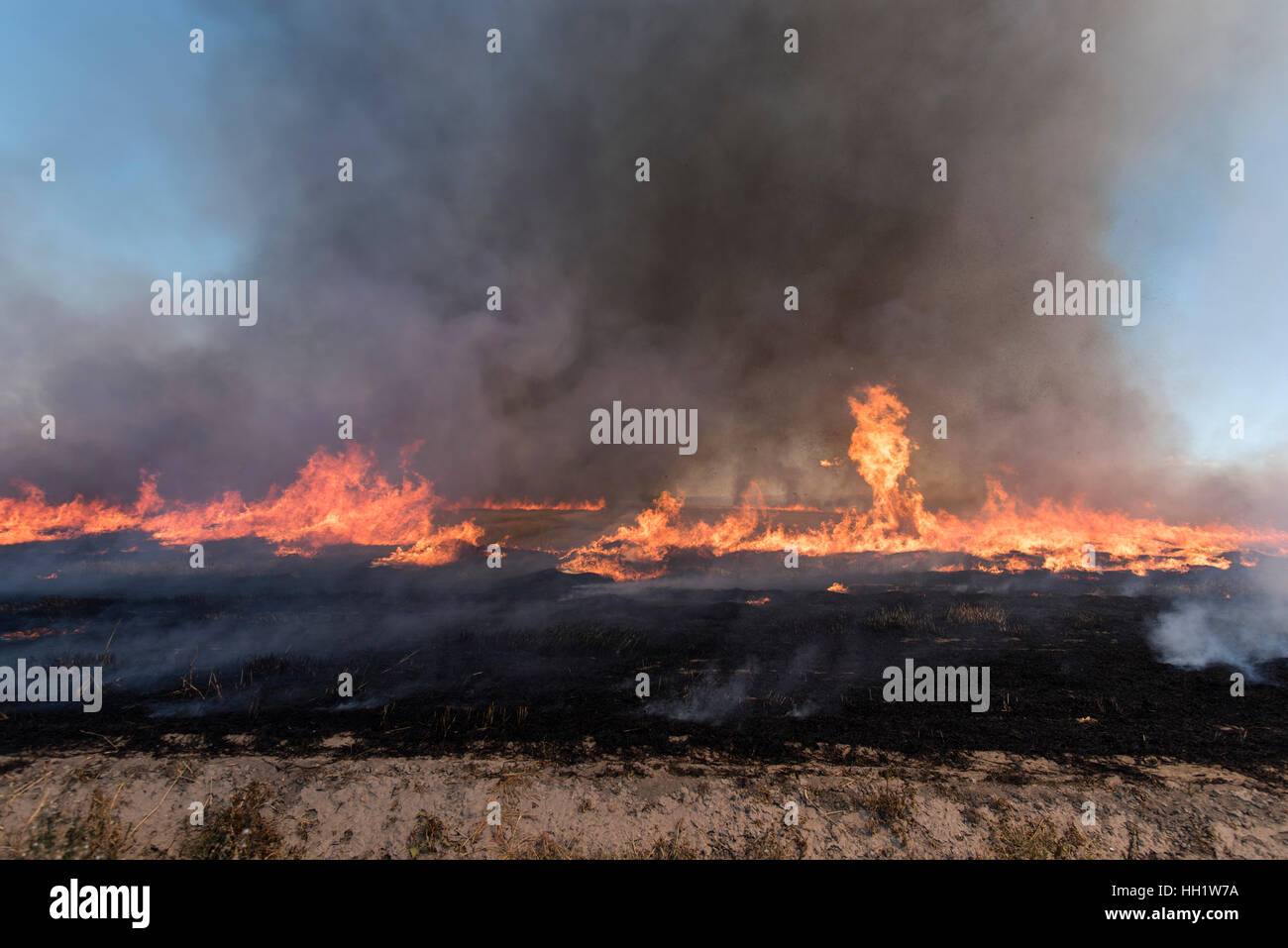 Field Burning Wheat, 1 Stock Photo