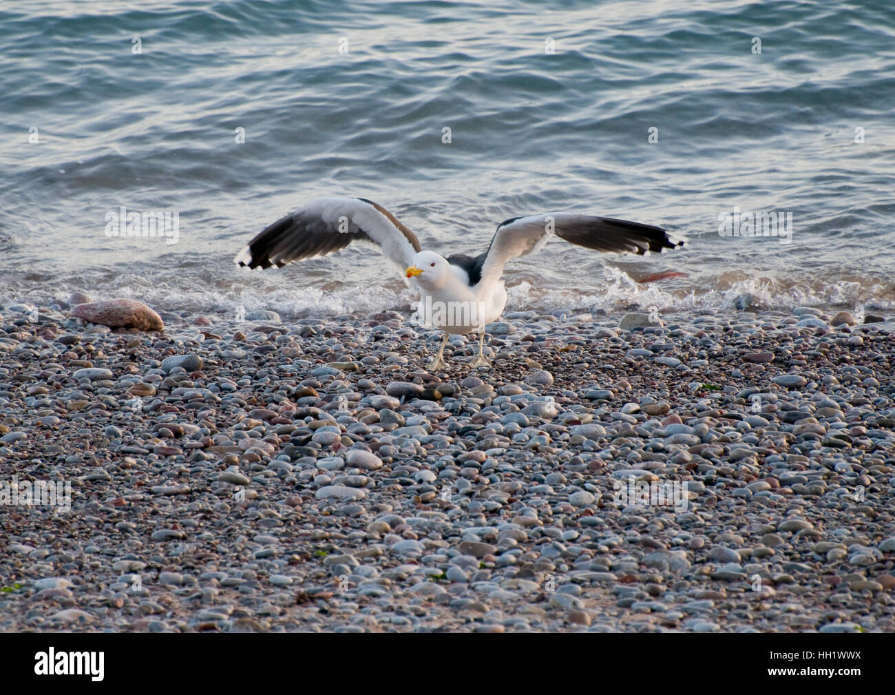 A Seagull on the beach Stock Photo