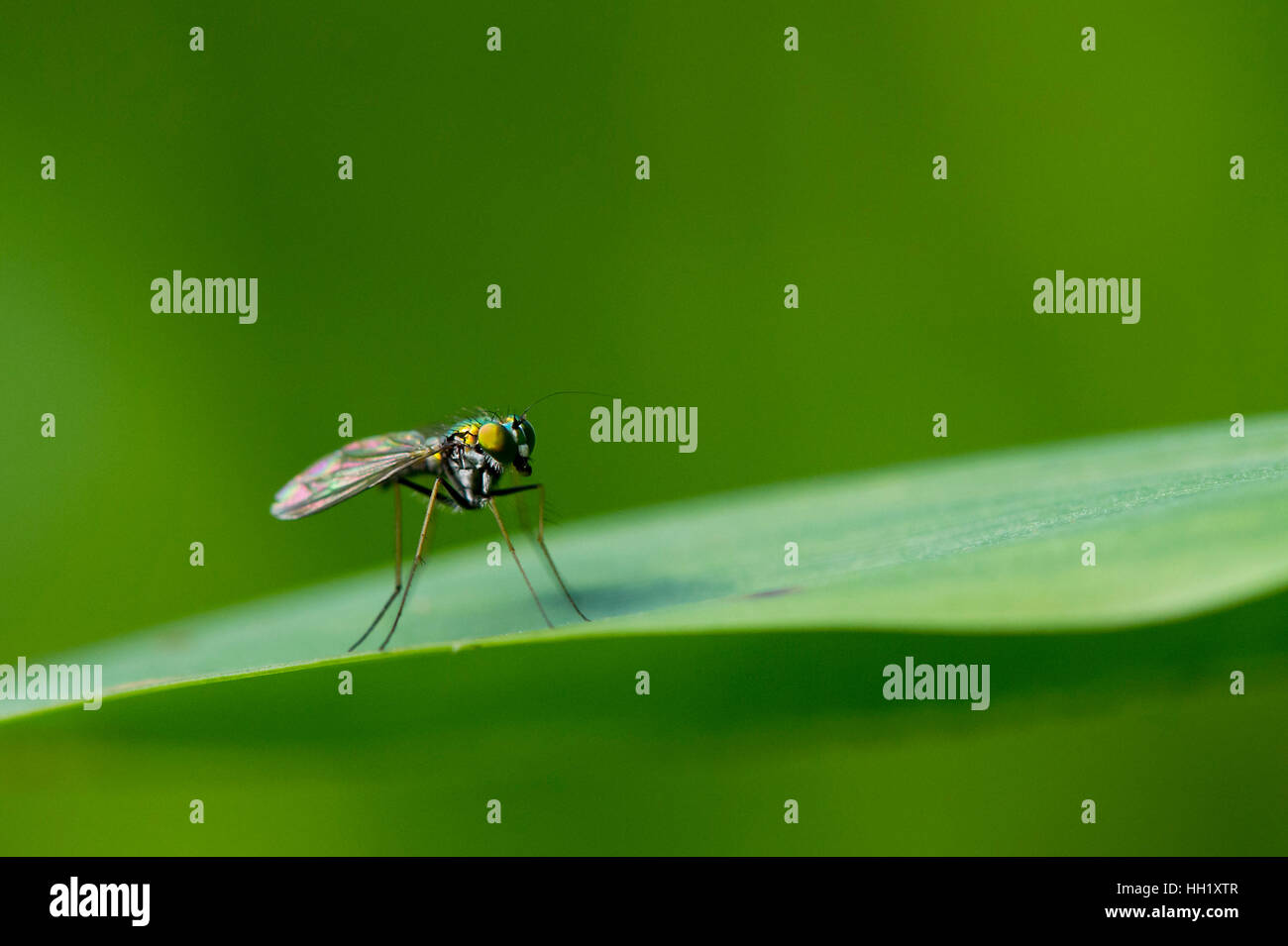 A Long Legged Fly stands on a large blade of grass with a bright green background. Stock Photo