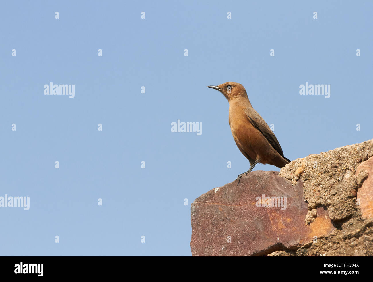 The brown rock chat or Indian chat is a bird in the chat subfamily and is found mainly in northern and central India. Stock Photo