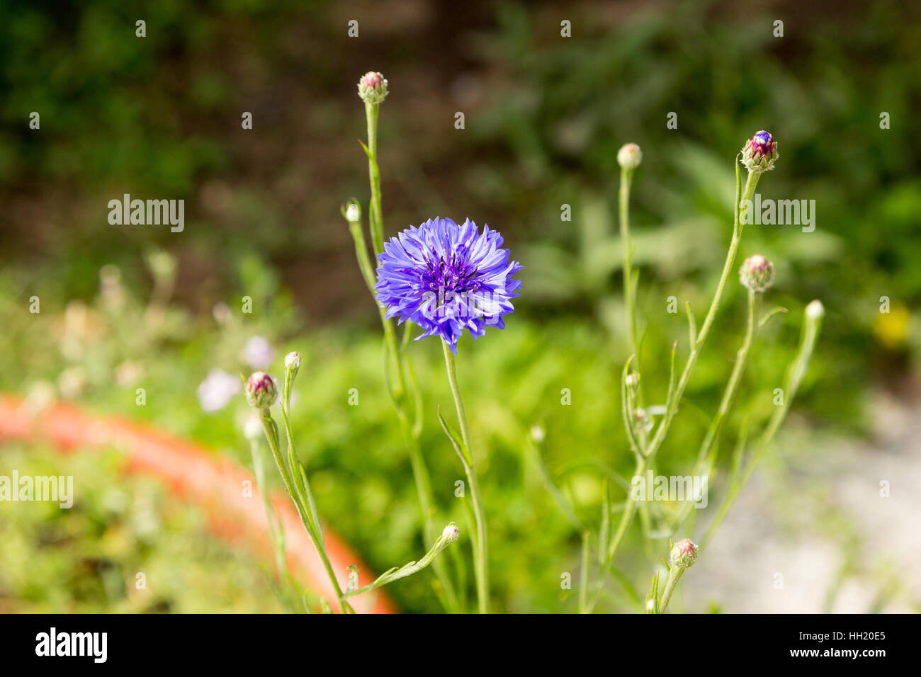 purple cornflower with buds close up on blurred background Stock Photo