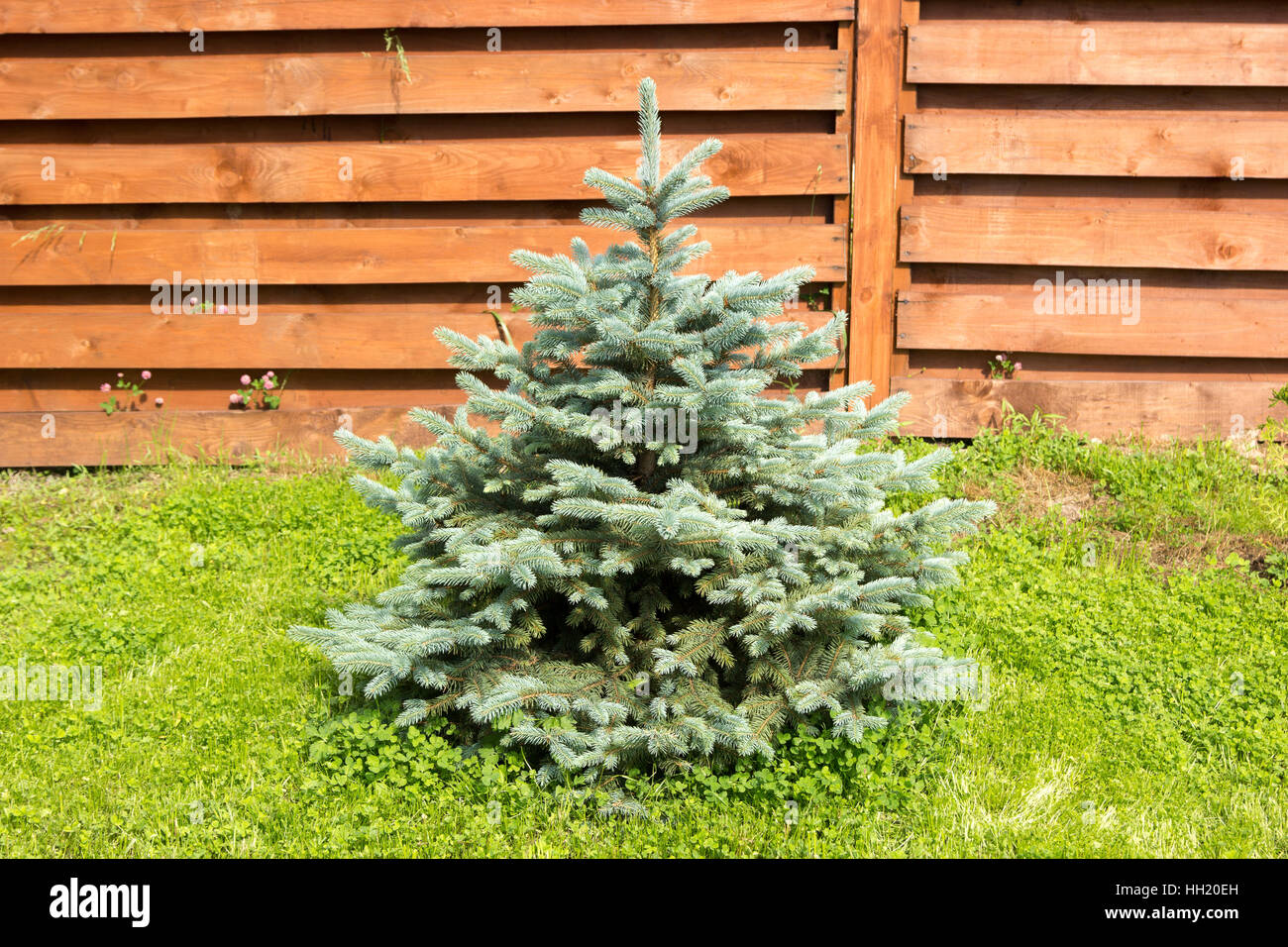 Little blue spruce on a background of wooden fence Stock Photo Alamy