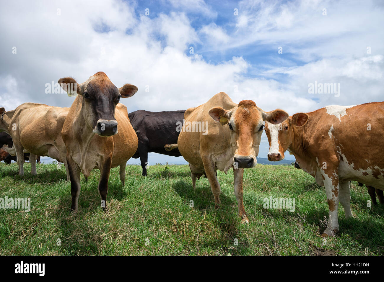 dairy cows on pasture in Costa Rica Stock Photo