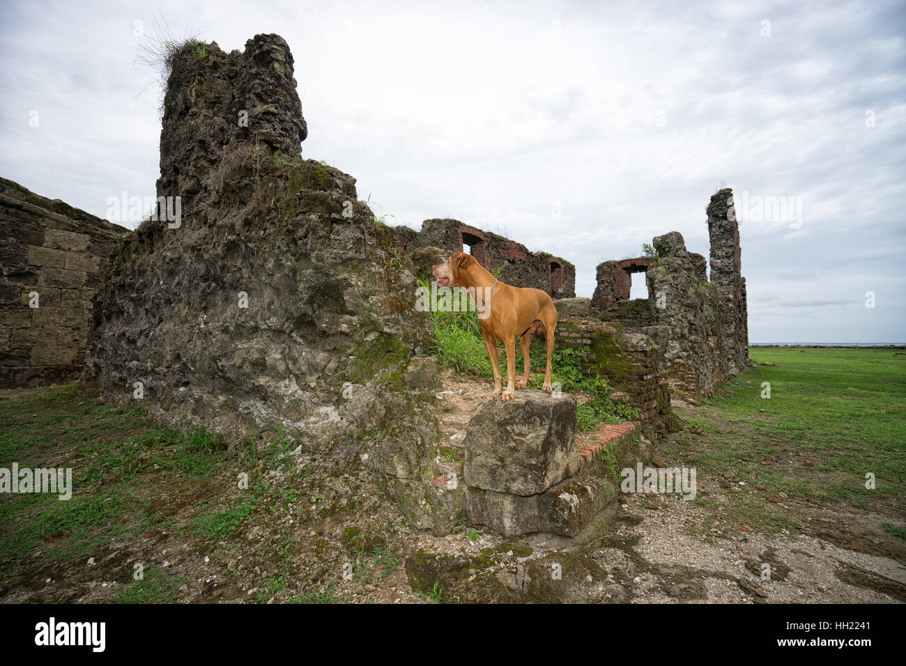 golden colour vizsla dog at old Spanish fort ruins in Panama Stock Photo