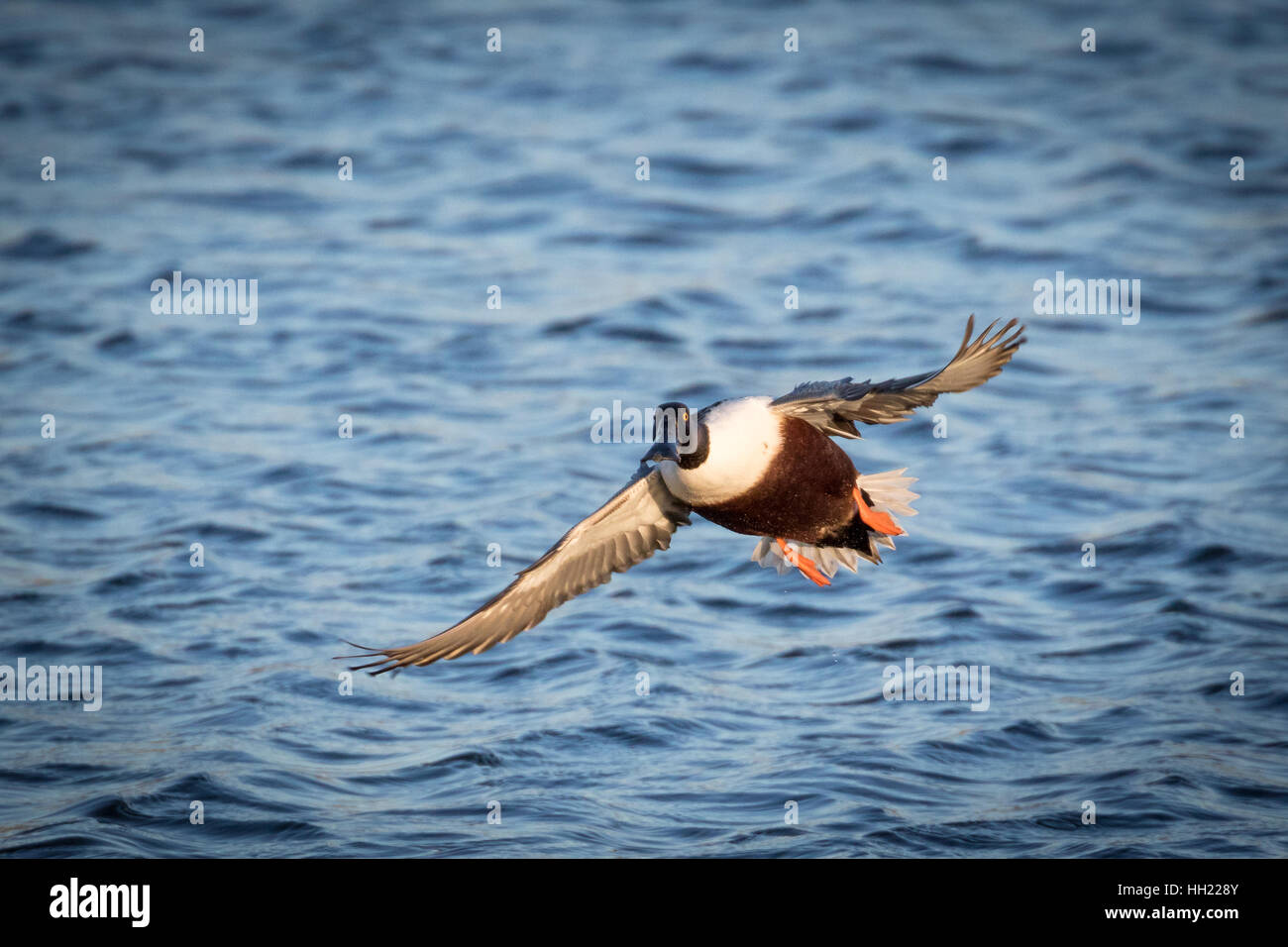 Final approach of the Shoveler Duck Stock Photo