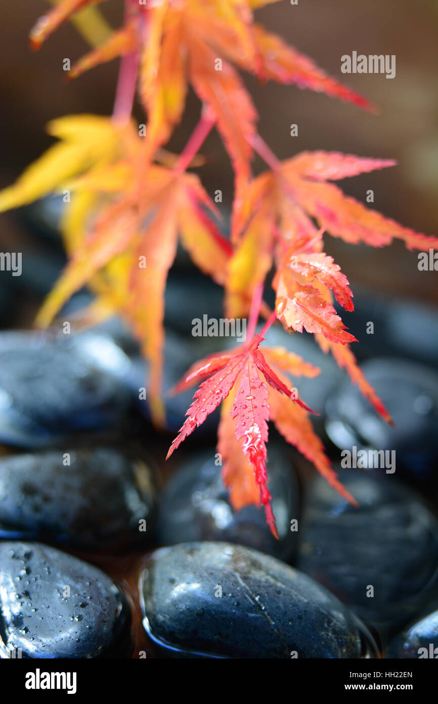 Fall colors maple leaves hi-res stock photography and images - Alamy