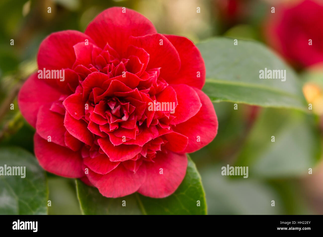 Tsubaki hi-res stock photography and images - Alamy