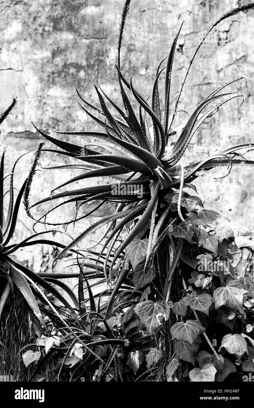 Yucca Black and White Stock Photos & Images Alamy