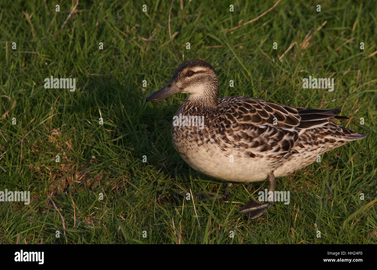 A female Garganey (Anas querquedula) standing on the grass in evening ...