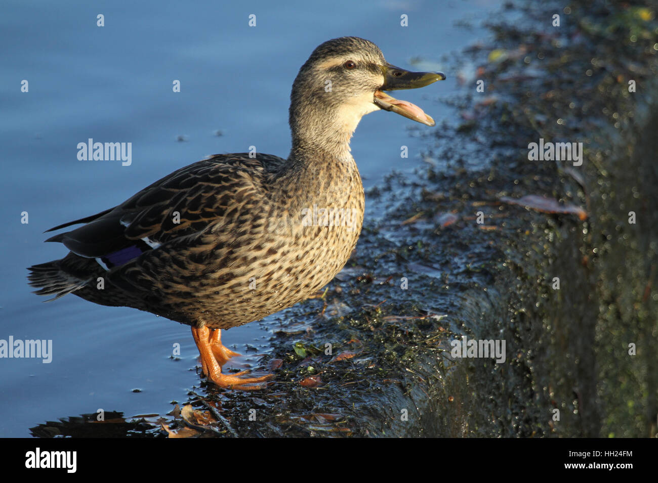 A quacking female Mallard Duck (Anas platyrhynchos) standing on the edge of a steep sided weir. Stock Photo
