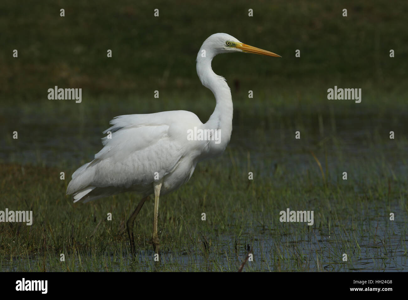 A Great white Egret (Ardea alba) hunting for food Stock Photo - Alamy