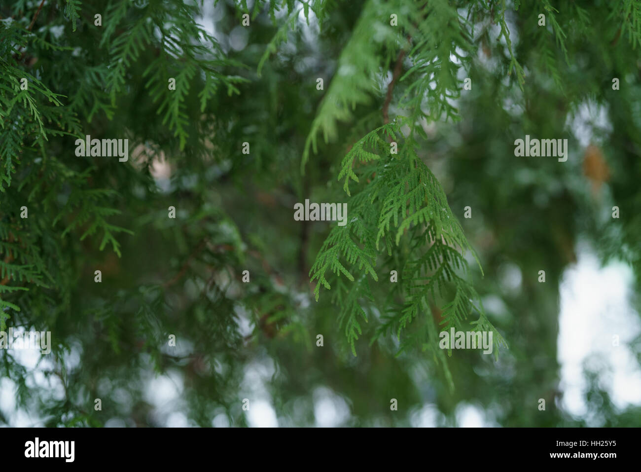 thuja tree in winter closeup Stock Photo