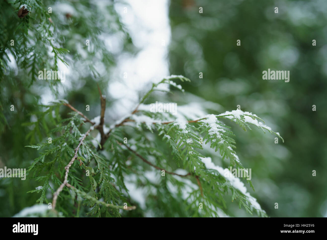 thuja tree in winter with snow closeup Stock Photo