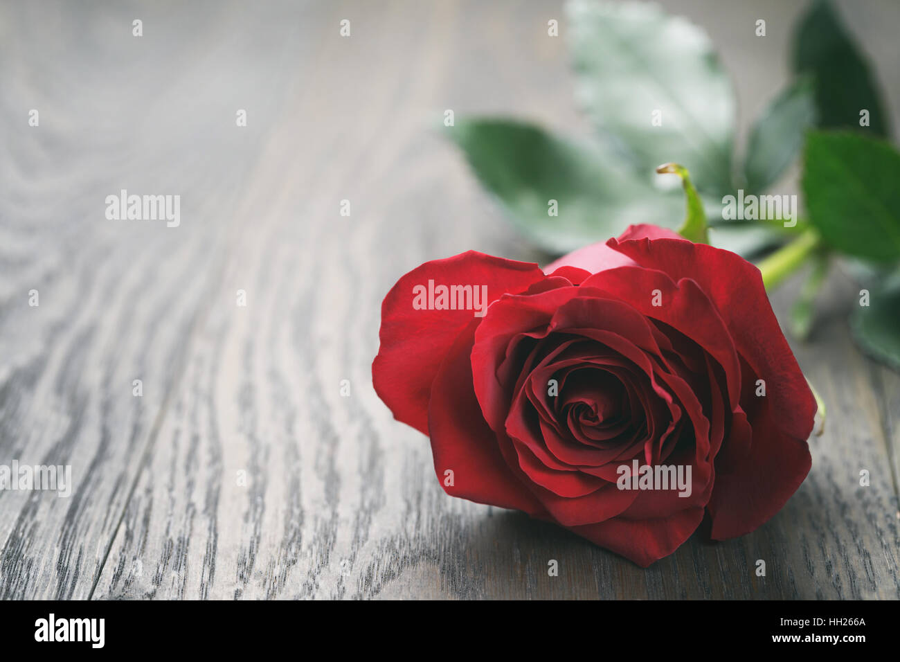 single dark red rose on wood background Stock Photo