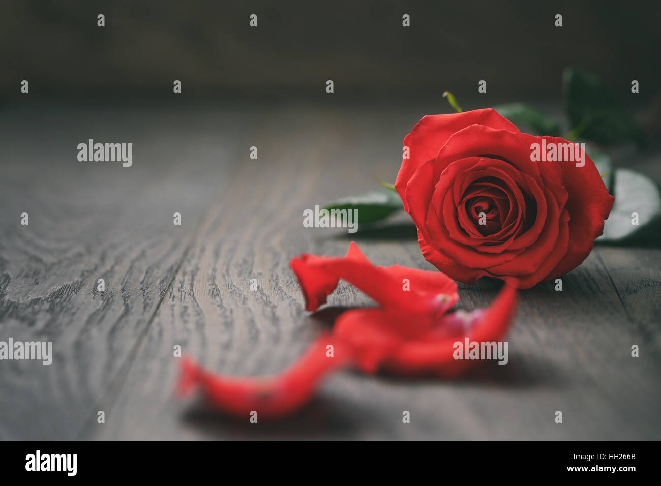 single dark red rose on wood background Stock Photo