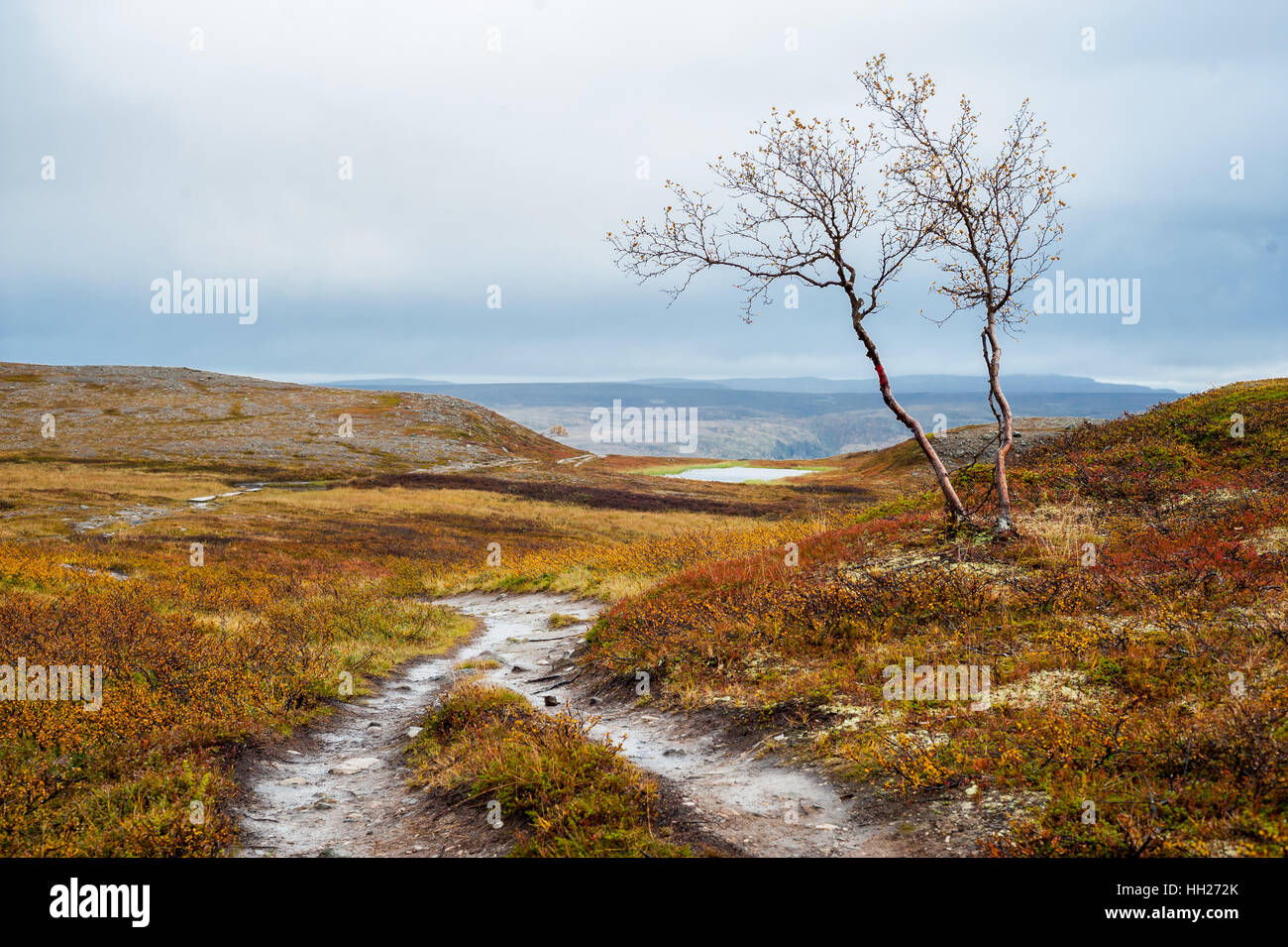 Trail with single tree next to it in a moorland valley in Alta, Finnmarksvidda mountain plateau, Norway. Stock Photo