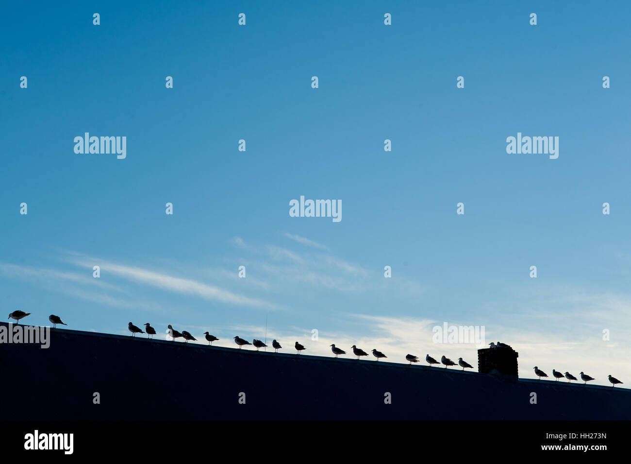 Silhouettes of several birds (seagulls) standing in line on the top of a roof with blue sky in the background Stock Photo