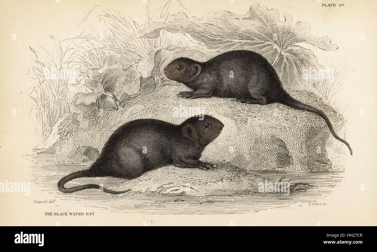 https://c8.alamy.com/comp/HH27CR/water-vole-or-black-water-rat-arvicola-amphibius-handcoloured-steel-HH27CR.jpg