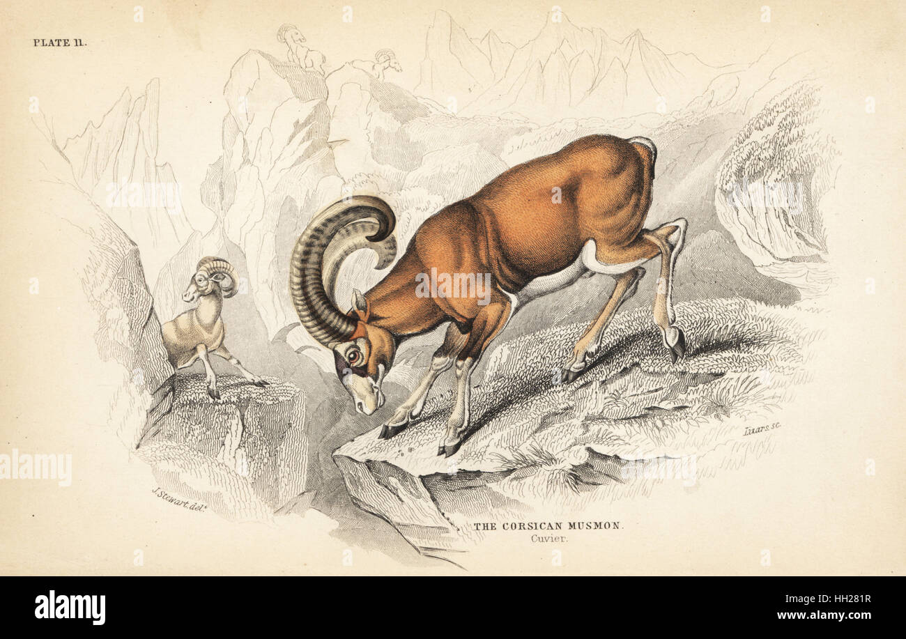 Corsican mouflon, Ovis aries musimon (Corsican musmon, Ovis orientalis). Handcoloured steel engraving by Lizars after an illustration by James Stewart from William Jardine's Naturalist's Library, Edinburgh, 1836. Stock Photo