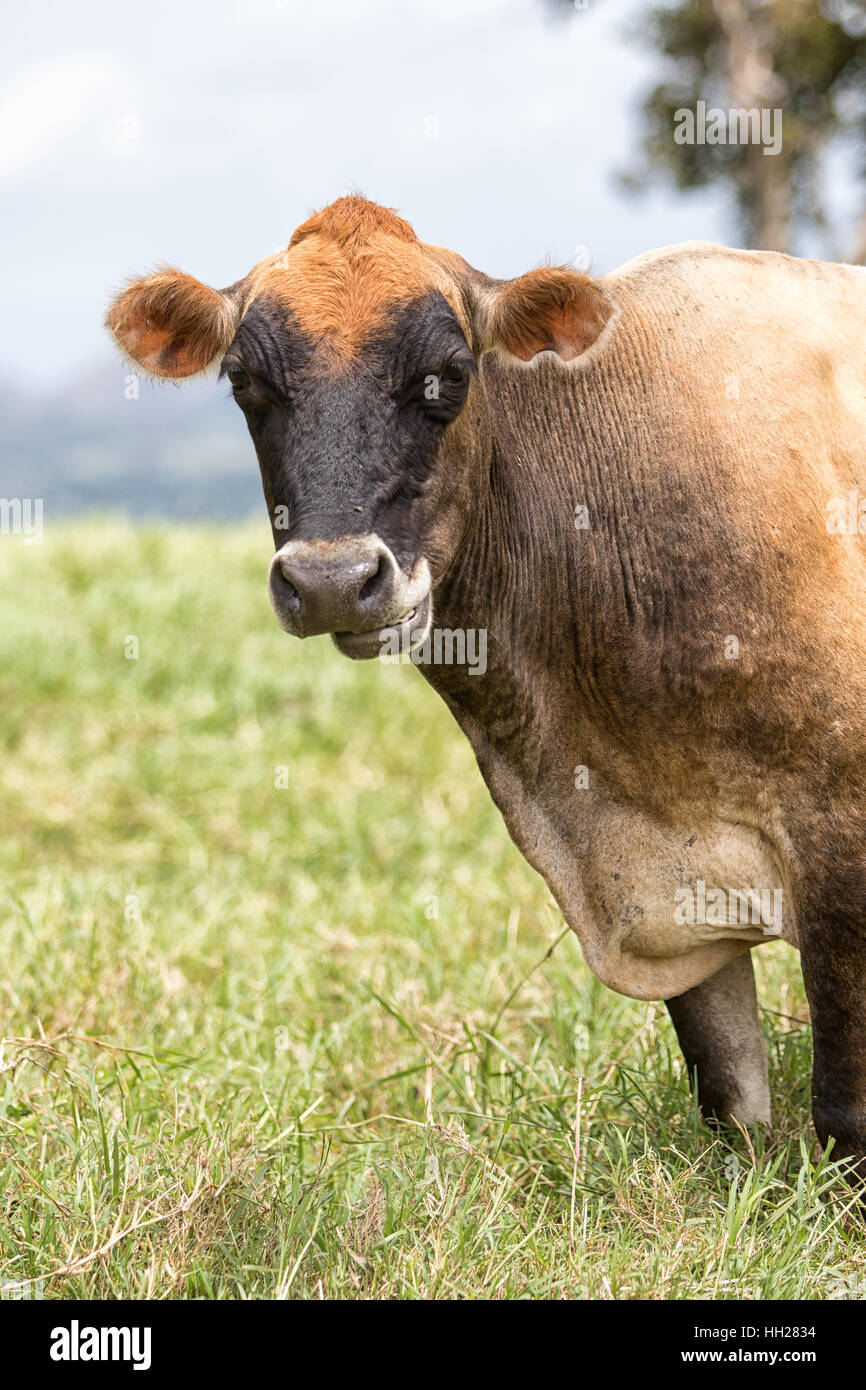cow outdoors in Costa Rica Stock Photo - Alamy