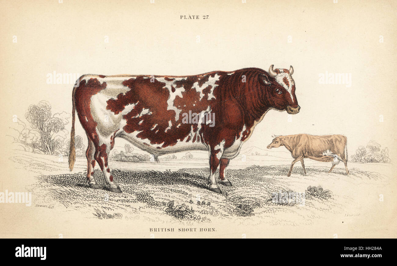 British shorthorn breed of cattle, Bos taurus. Handcoloured steel engraving by Lizars after an illustration by James Stewart from William Jardine's Naturalist's Library, Edinburgh, 1836. Stock Photo