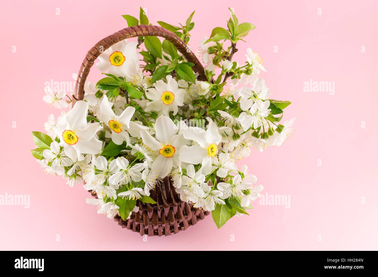 Narcissus flowers bouquet on pink background. Spring time Stock Photo