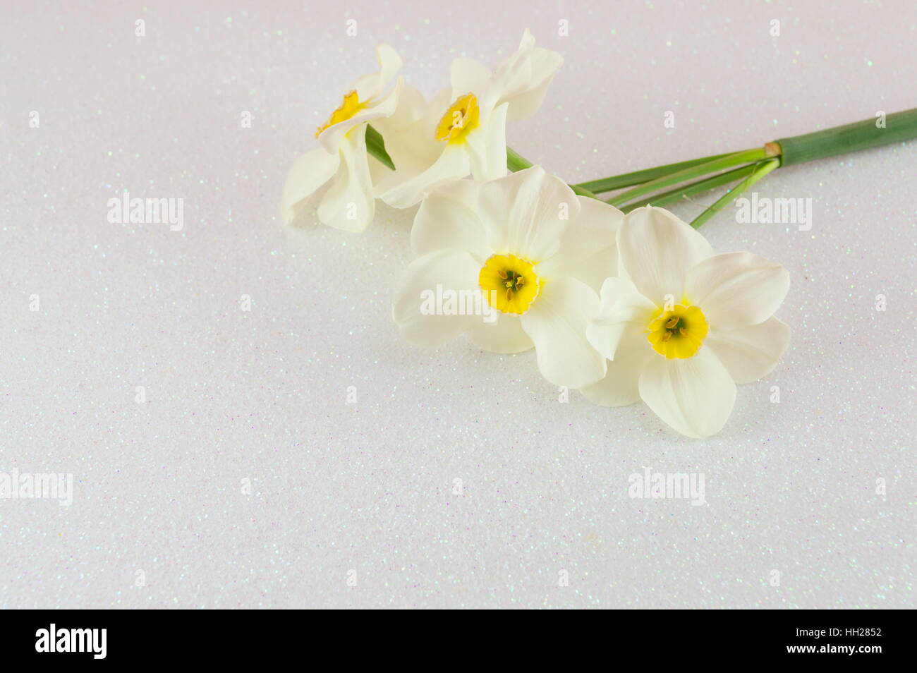Narcissus flowers bouquet on white silk background Stock Photo