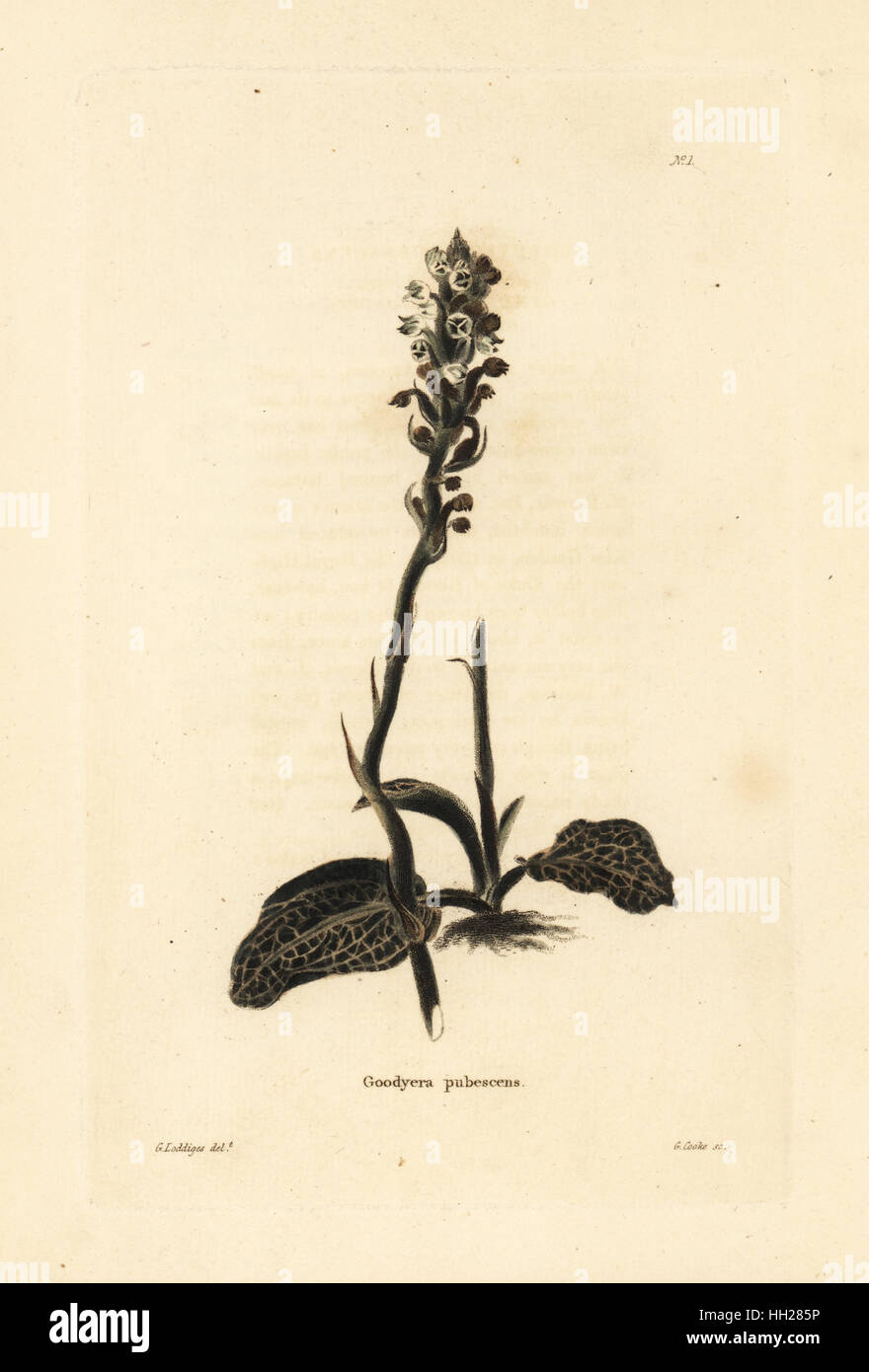 Downy rattlesnake plantain orchid, Goodyera pubescens. Handcoloured copperplate engraving by George Cooke after George Loddiges from Conrad Loddiges' Botanical Cabinet, Hackney, 1817. Stock Photo
