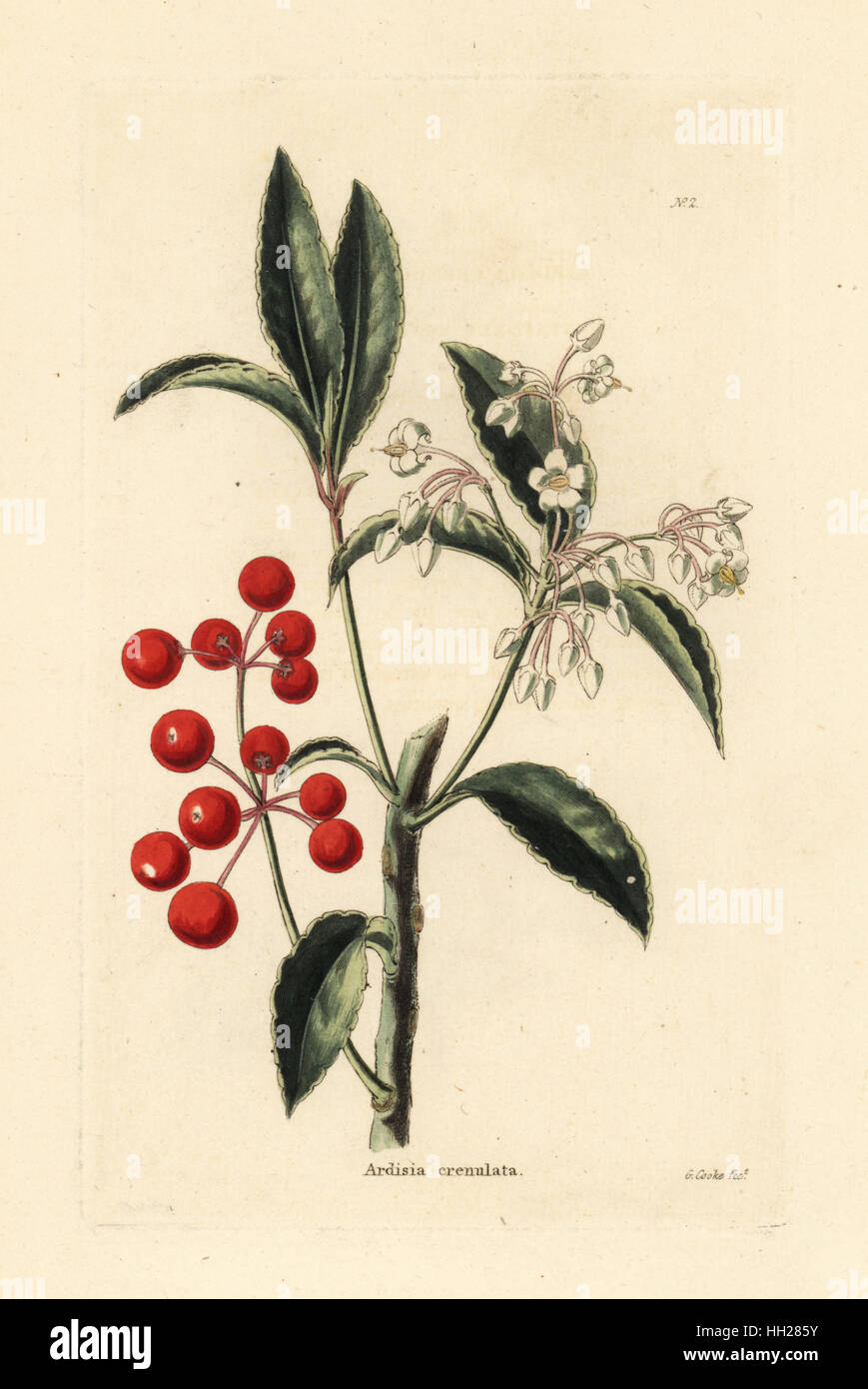Christmas berry, Ardisia crenata (Ardisia crenulata). Handcoloured copperplate engraving by George Cooke from Conrad Loddiges' Botanical Cabinet, Hackney, 1817. Stock Photo