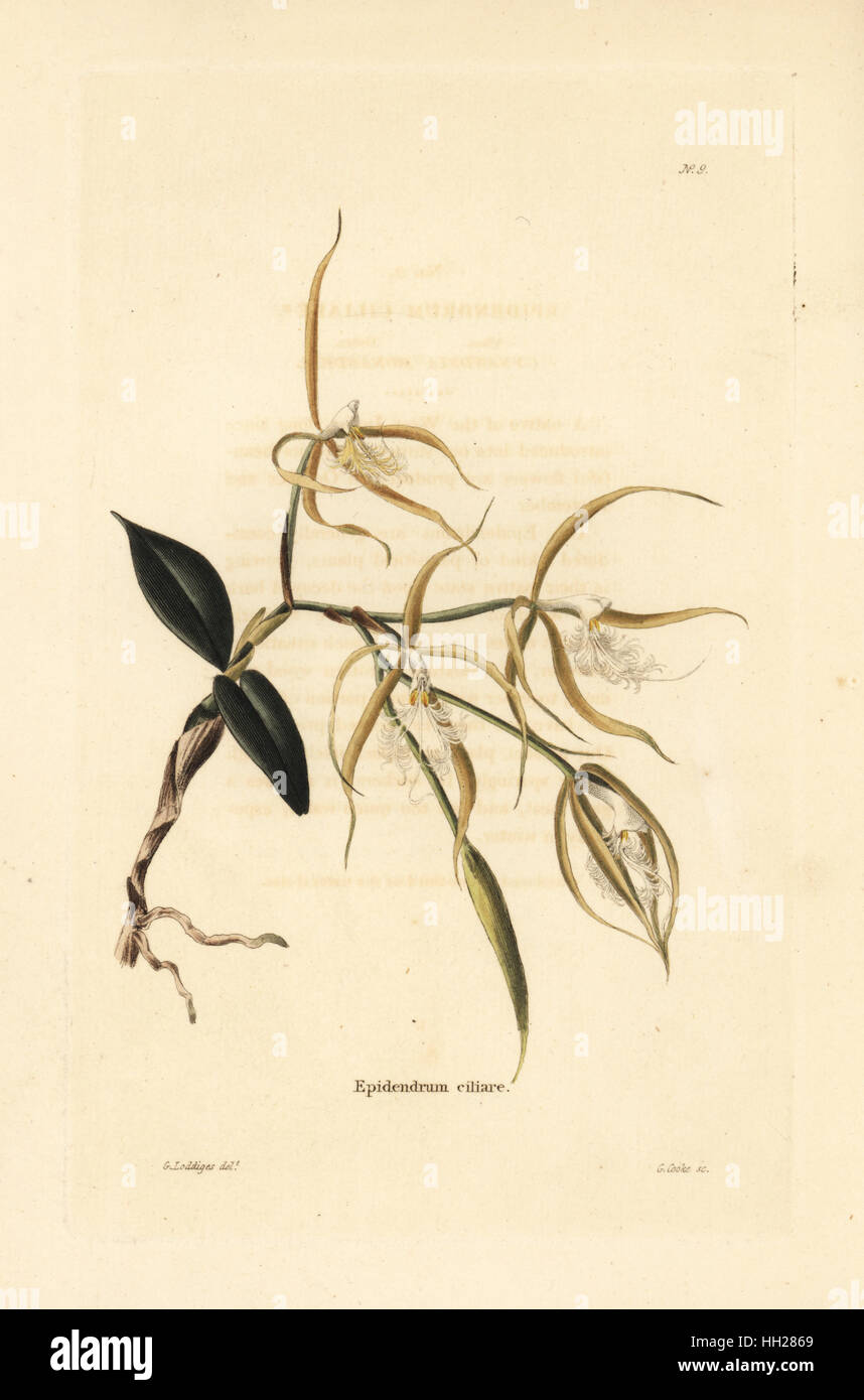 Fringed star orchid, Epidendrum ciliare. Handcoloured copperplate engraving by George Cooke after George Loddiges from Conrad Loddiges' Botanical Cabinet, Hackney, 1817. Stock Photo