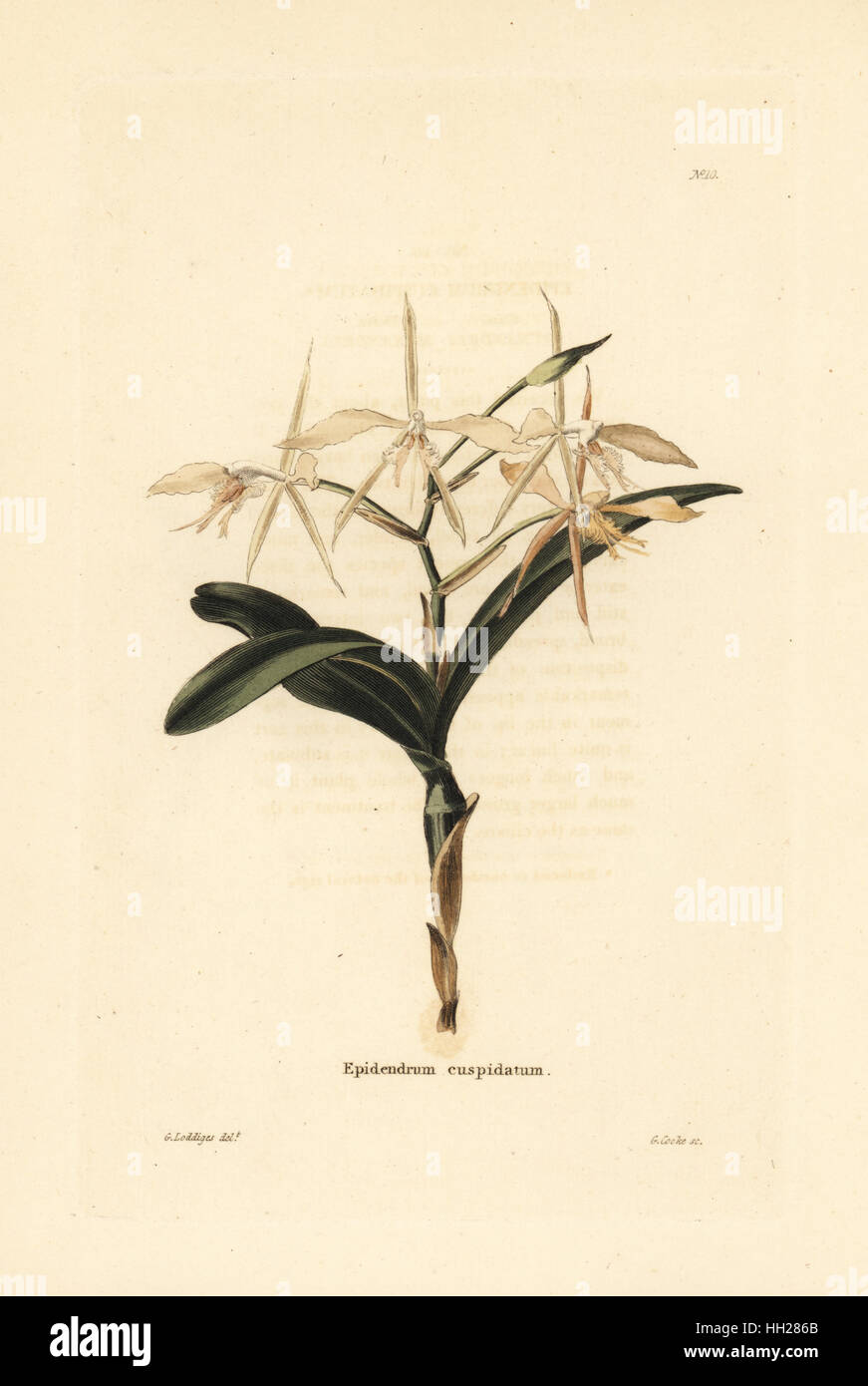 Fringed star orchid, Epidendrum ciliare (Epidendrum cuspidatum). Handcoloured copperplate engraving by George Cooke after George Loddiges from Conrad Loddiges' Botanical Cabinet, Hackney, 1817. Stock Photo