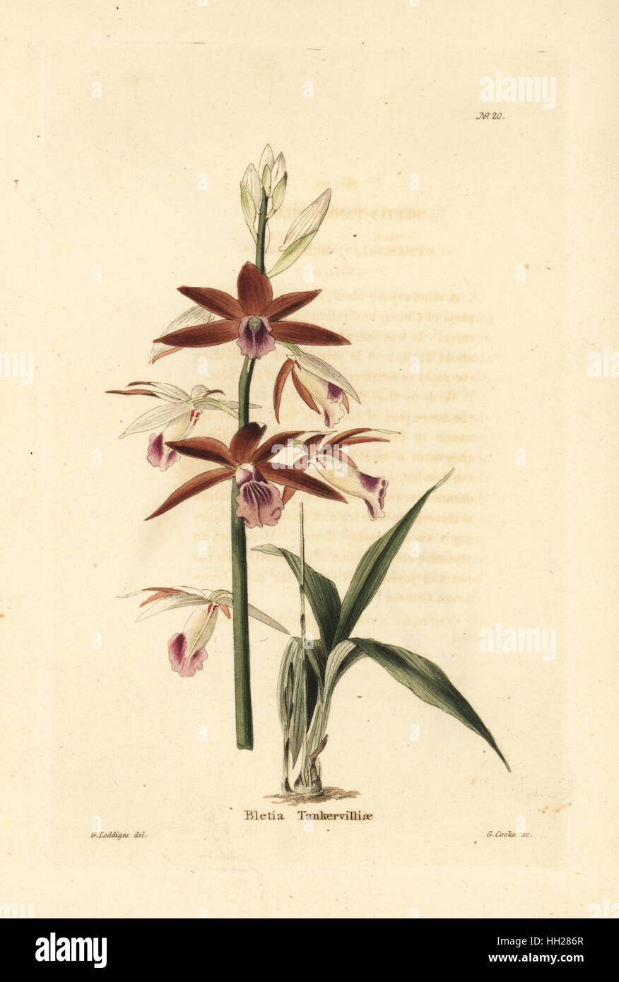 Greater swamp-orchid, Phaius tankervilleae (Bletia tankervilliae). Endangered. Handcoloured copperplate engraving by George Cooke after George Loddiges from Conrad Loddiges' Botanical Cabinet, Hackney, 1817. Stock Photo