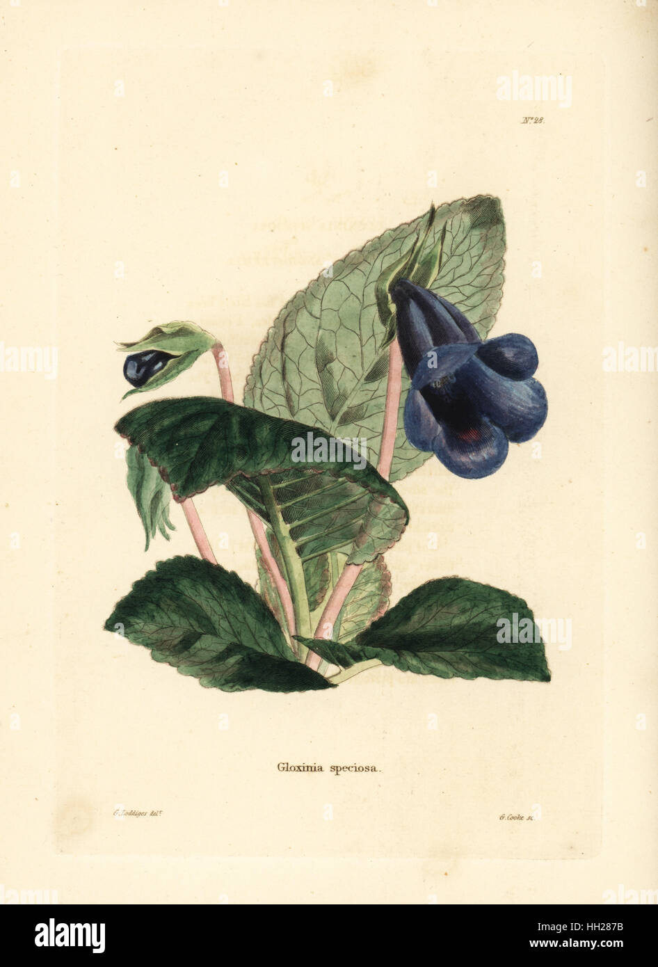 Gloxinia, Sinningia speciosa (Gloxinia speciosa). Handcoloured copperplate engraving by George Cooke after George Loddiges from Conrad Loddiges' Botanical Cabinet, Hackney, 1817. Stock Photo