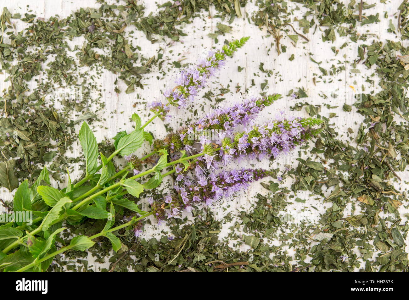 Mint tea herbs with flowers on a wooden table Stock Photo