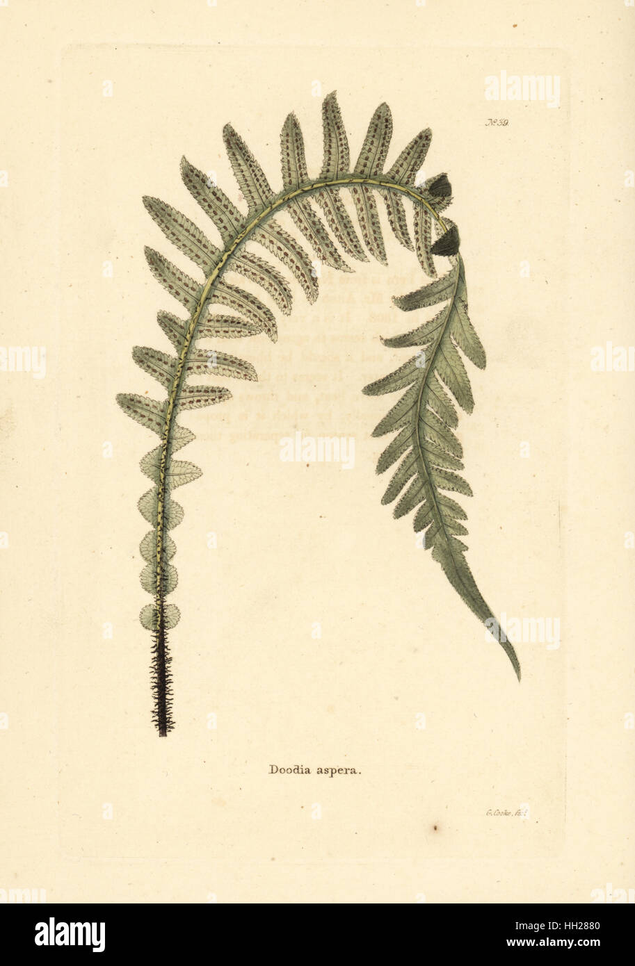 Prickly rasp fern, Doodia aspera. Handcoloured copperplate engraving by ...
