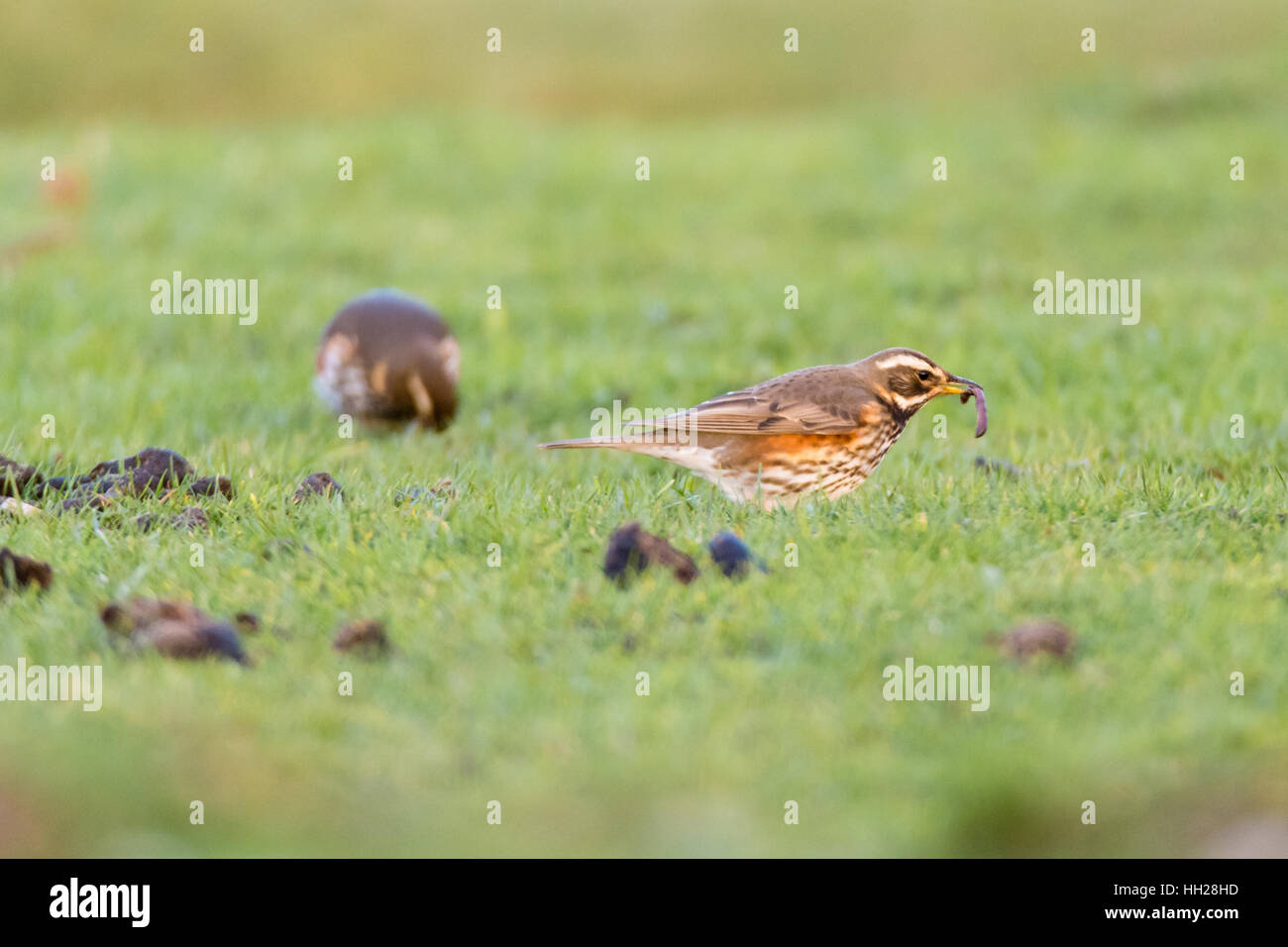 Redwing (Turdus iliacus) with worm in beak. Small thrush (Turdidae) feeding on grassland in the New Forest, UK Stock Photo