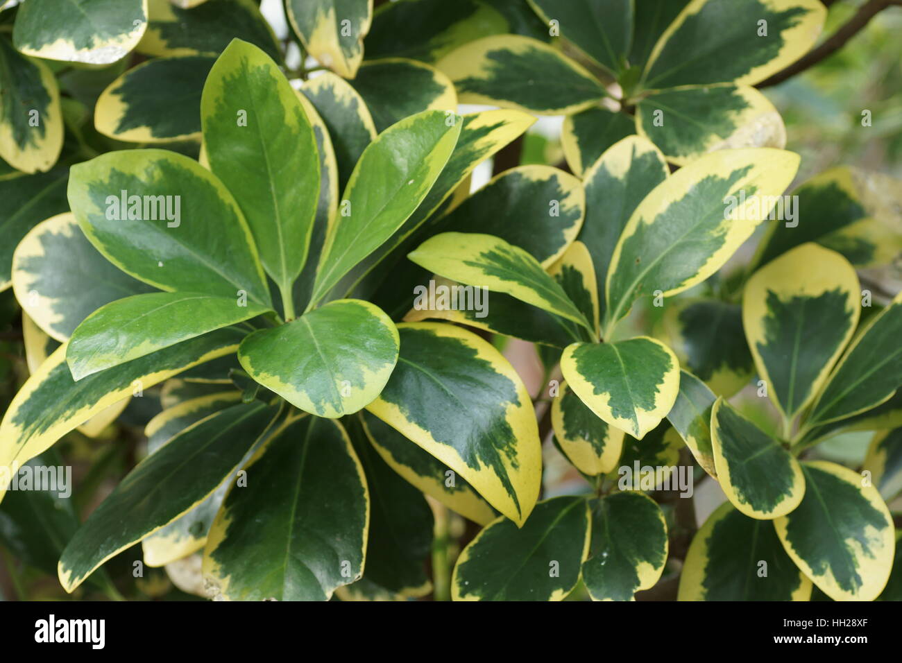 Corynocarpus laevigatus 'Variegata' Stock Photo