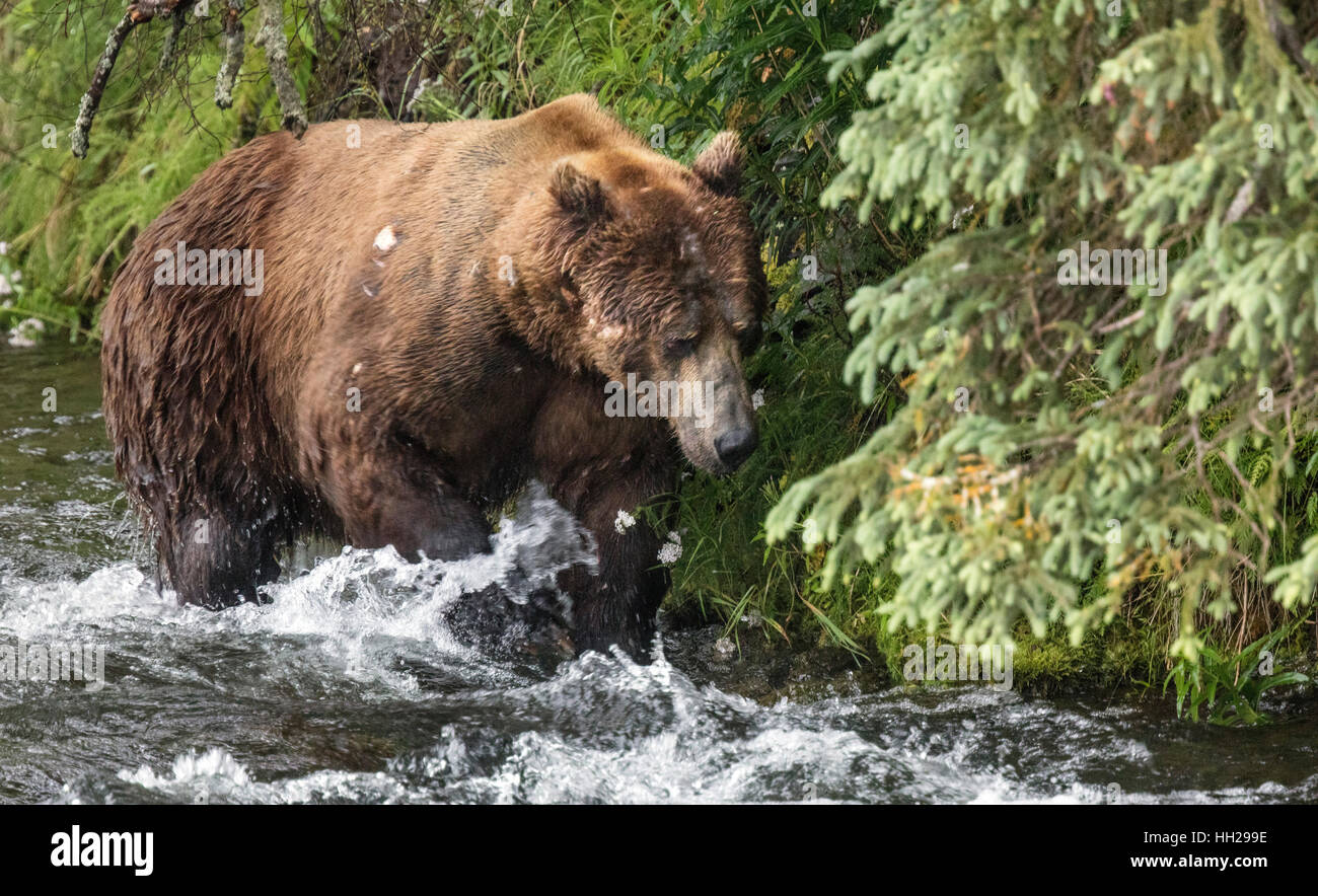 katmai-brown-bears-brooks-falls-alaska-brown-bears-fishing-bears